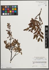 Foto von Salix waldsteiniana Willd.